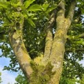 Carpinus Betulus - 3