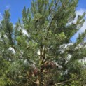 Pinus sylvestris - 5
