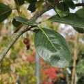 Diospyros virginiana - 4