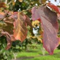 Parrotia persica - 5