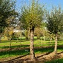 Salix Alba - Afbeelding 1443