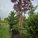 Acer palmatum 'Fireglow' - 4