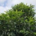 Prunus Lusitanica angustifolia - 1