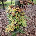 Fagus sylvatica - 4