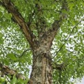 Betula Nigra - 3