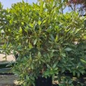 Rhododendron 'Cunningham's White' - Foto 2