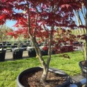 Acer palmatum 'Red Flash' - Foto 5