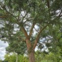 Pinus sylvestris - 3