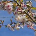 Prunus x Subhirtella 'Autumnalis' - 1