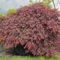 Acer palmatum 'Garnet' - 1