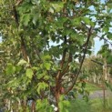 Acer griseum - Foto 4