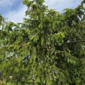 Taxus baccata dovastoniana 'Aurea Pendula' - 3