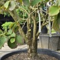 Hamamelis x intermedia 'Diane' - 1