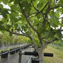Ficus carica - 2