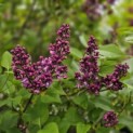 Syringa vulgaris 'Charles Joly' - Foto 1