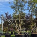 Quercus Suber - Foto 4