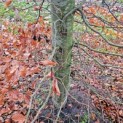 Fagus sylvatica - 3