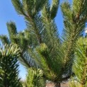 Pinus nigra 'Robusta'