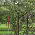 Malus domestica 'Notarisappel' - Foto 1