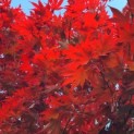Acer palmatum 'Bloodgood' - Afbeelding 5