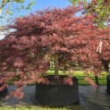 Acer palmatum 'Garnet' - 1