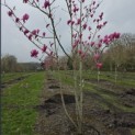 Magnolia 'Spectrum' - 1