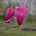 Magnolia 'Spectrum' - 2 april 2026