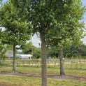 Acer rubrum 'Scanlon' - 2