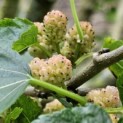 Morus alba 'Macrophylla' - 1