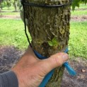 Liquidambar styraciflua - 2