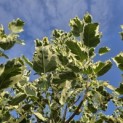 Liriodendron tulipifera 'Snowbird' - 8