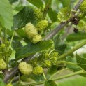 Morus alba 'White Berry' - Foto 1