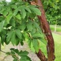 Acer griseum