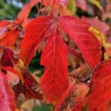 acer griseum