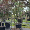 Acer palmatum 'Bloodgood' - Foto 2
