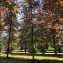 Fagus sylvatica 'Atropunicea' - 3