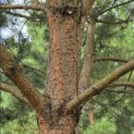 Pinus sylvestris - 9
