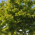 Parrotia persica - 5