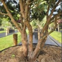 Pinus sylvestris 'Watereri' - 4