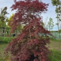 Acer palmatum 'Tamukeyama' - 2