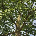 Ginkgo biloba - 3
