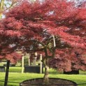 Acer palmatum 'Garnet' - 6