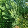 Sequoiadendron giganteum - Mammoetboom naald