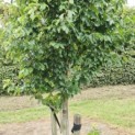 Parrotia persica 'Vanessa' - Foto 3