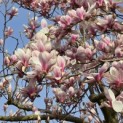 Magnolia 'Soulangeana' - Foto 5