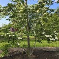 Cornus kousa 'Venus' - 2