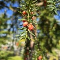 Taxus baccata dovastoniana 'Aurea Pendula' - 1