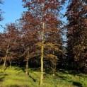 Fagus sylvatica 'Atropunicea' - 5