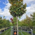 Magnolia grandiflora 'Galissonnière' - 2