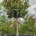 Magnolia grandiflora 'Galissonnière' - 1